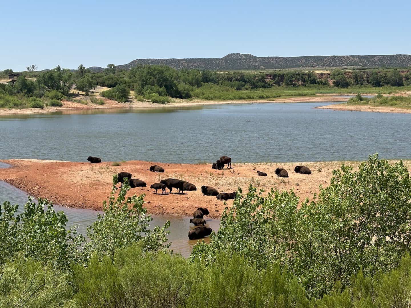 Little Lake Theo with bison along the shore at Caprock Canyons State Park, Texas