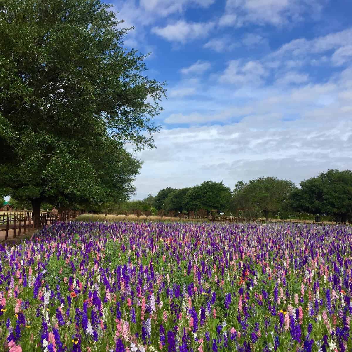 Field of purple and pink larkspur under an oak tree at Wildseed Farms