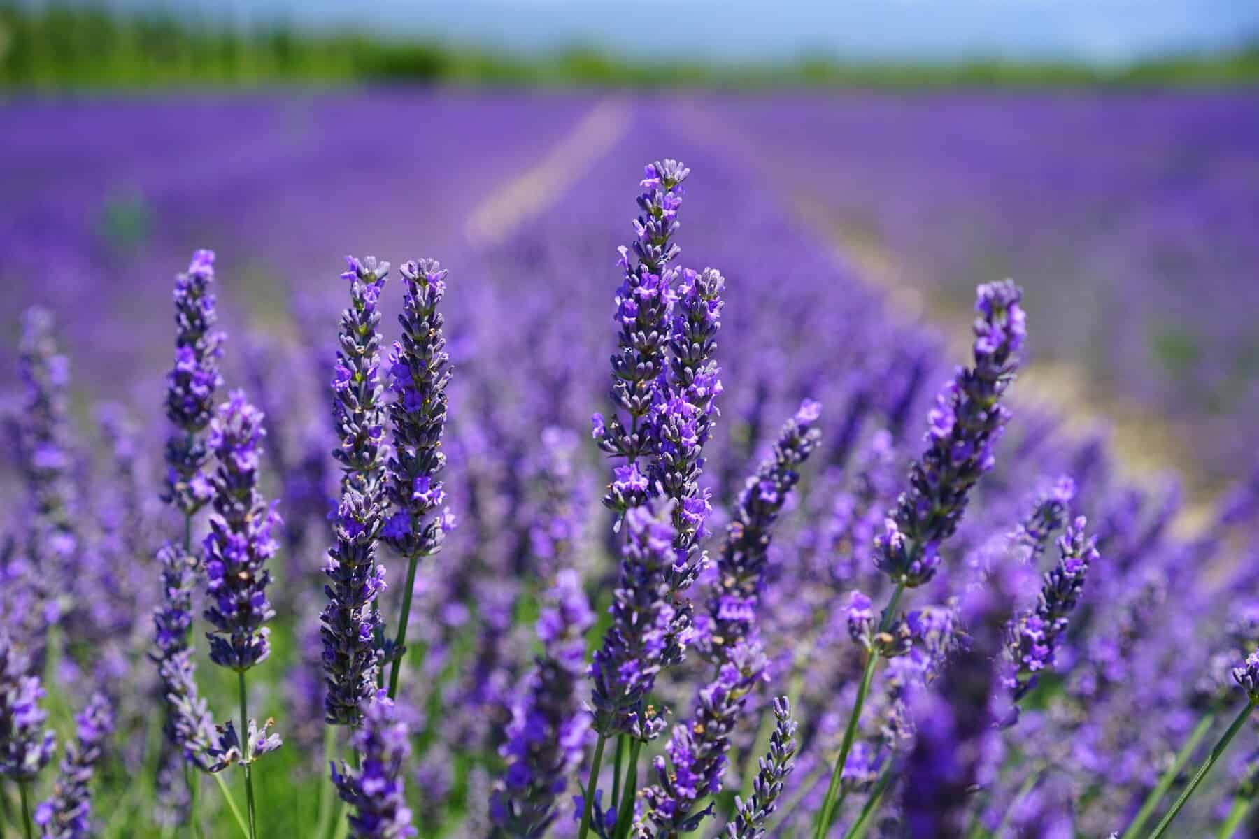 Close-up of purple lavender blooms at Chappell Hill Lavender Farm in Brenham, Texas