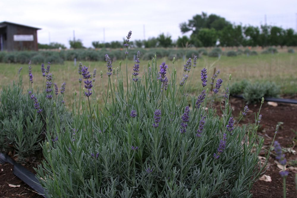 A lavender bush in full purple bloom at a Blanco, Texas lavender farm