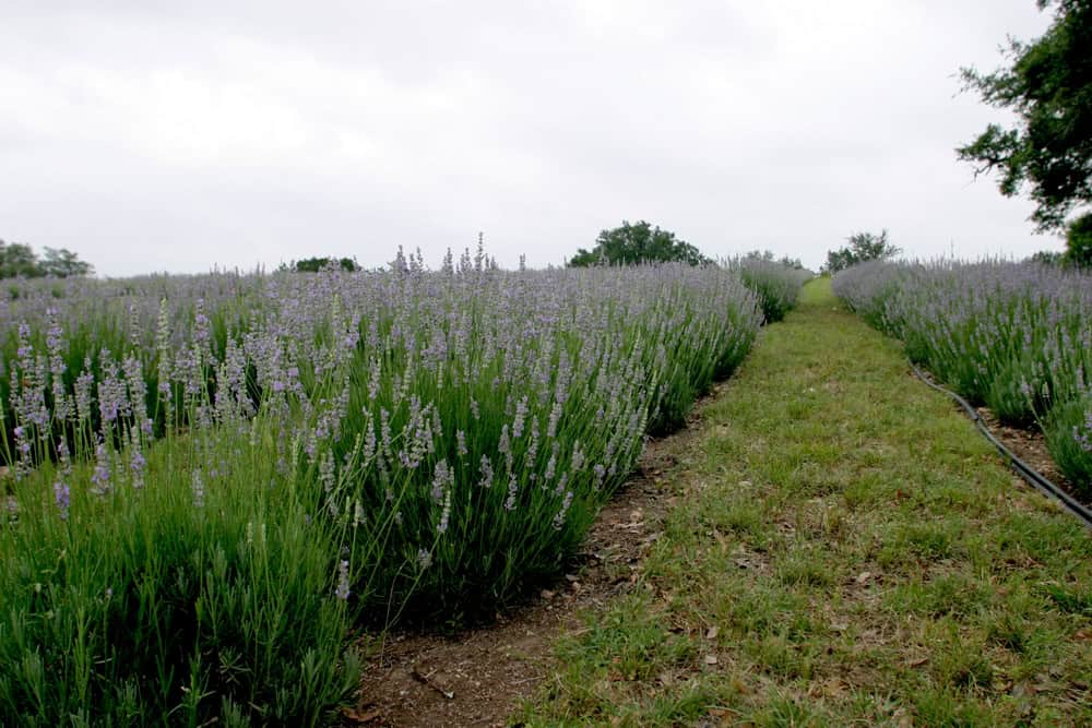 Rows of lavender with a grassy path at a Blanco, Texas lavender farm