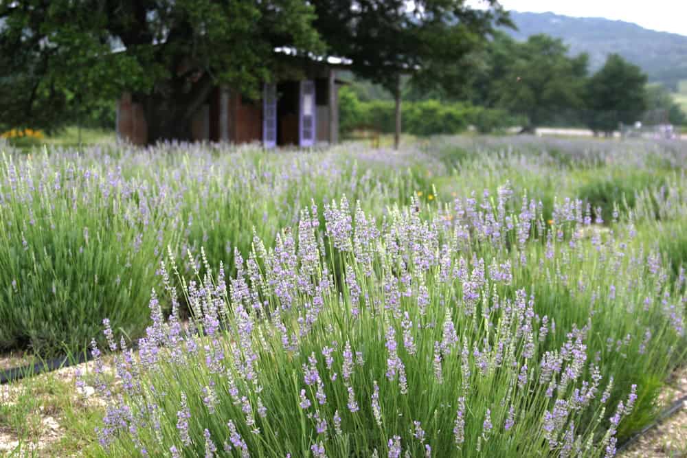 Blooming lavender field with a rustic farm stand at a Hill Country lavender farm near Blanco, Texas