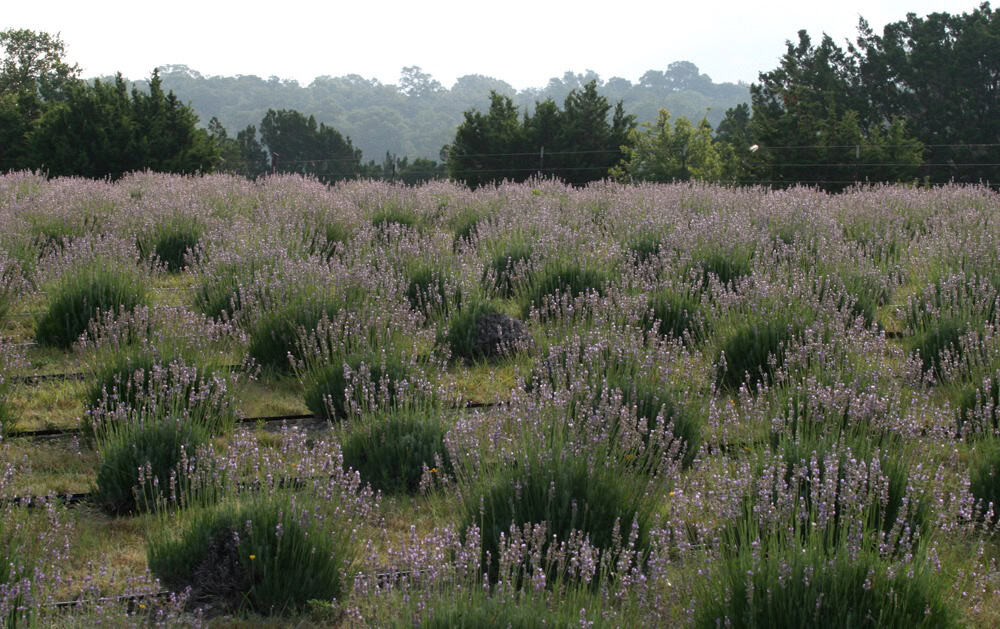 A field of lavender in full bloom near Blanco in the Texas Hill Country