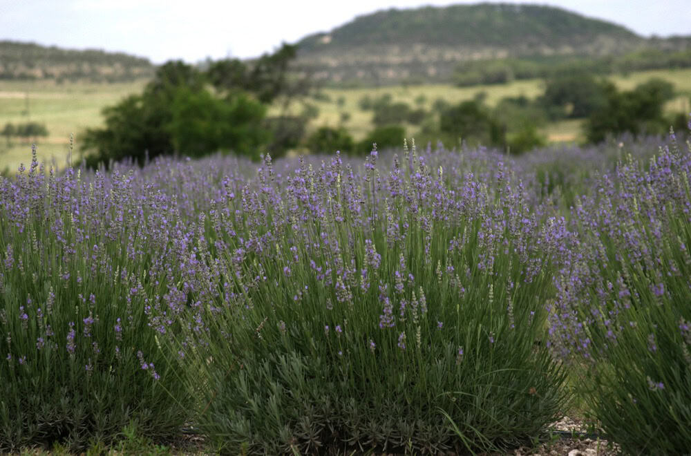 Lavender field in bloom with a Hill Country hill behind it near Blanco, Texas