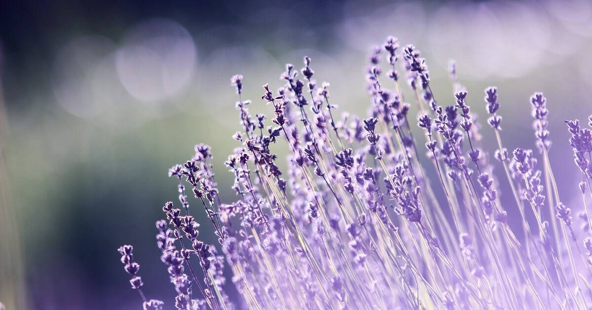 This Fragrant Texas Lavender Farm Feels Like a European Escape