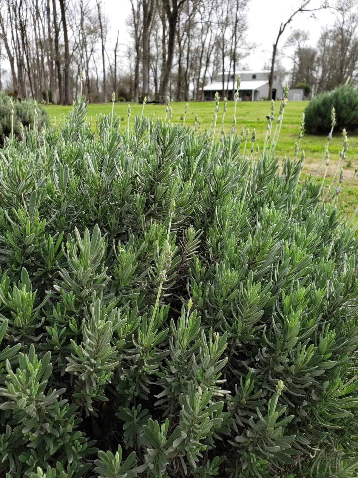 A lavender plant growing at Chappell Hill Lavender Farm in Brenham, Texas