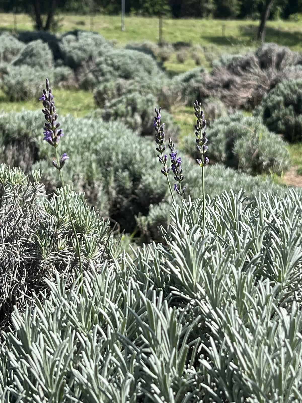 Silvery lavender plants growing in the Texas Hill Country