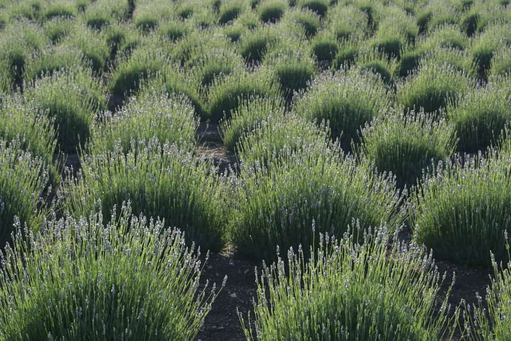 Sunlit rows of lavender plants at a Blanco, Texas lavender farm