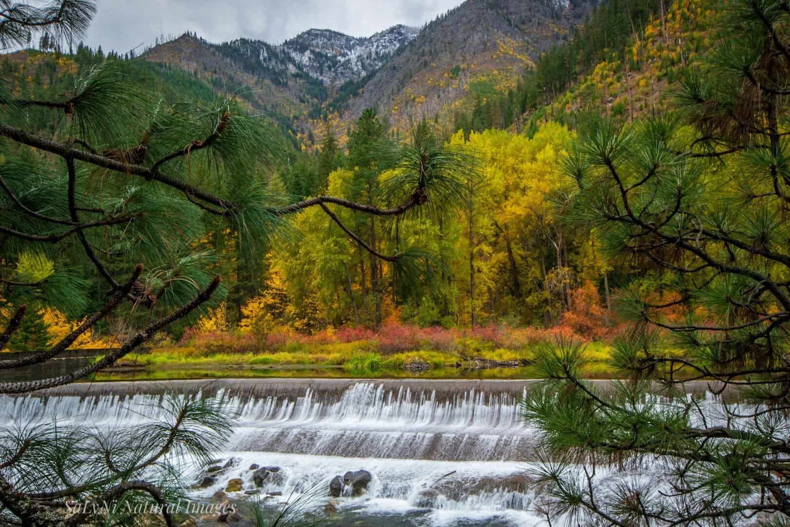 Golden autumn cottonwoods along the Wenatchee River at the Tumwater Canyon weir, Leavenworth, Washington