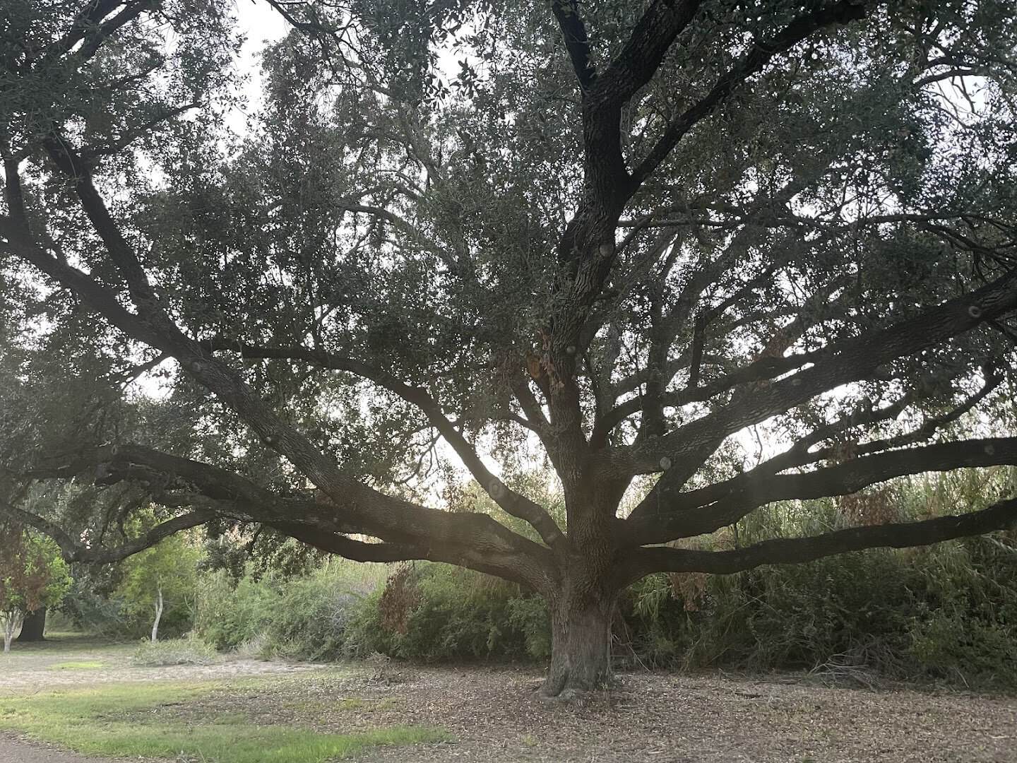 Spreading live oak canopy shading the trails at McAllen Nature Center