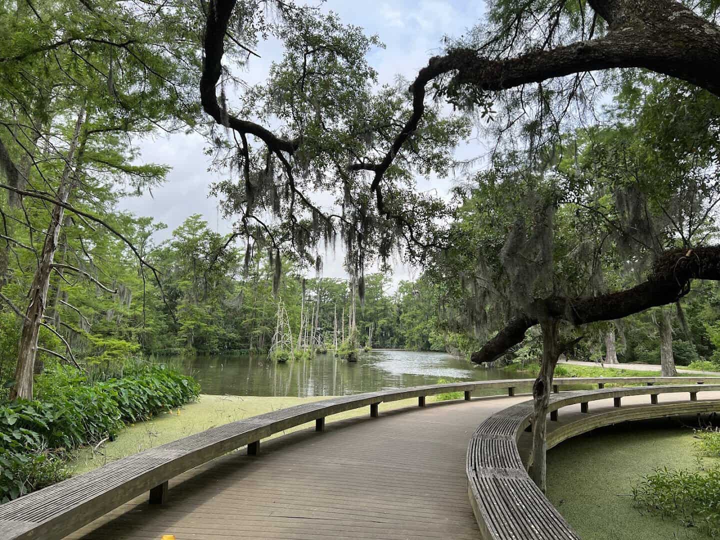 Live oak draped in Spanish moss over a boardwalk on Adams Bayou at Shangri La in Orange, Texas