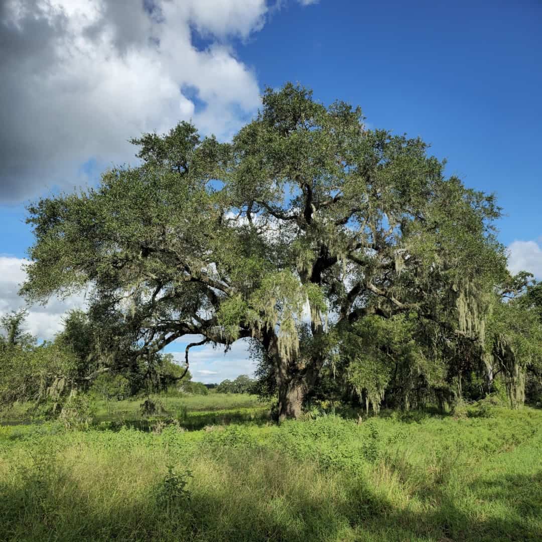 Sprawling live oak draped in Spanish moss at Brazos Bend State Park, Texas