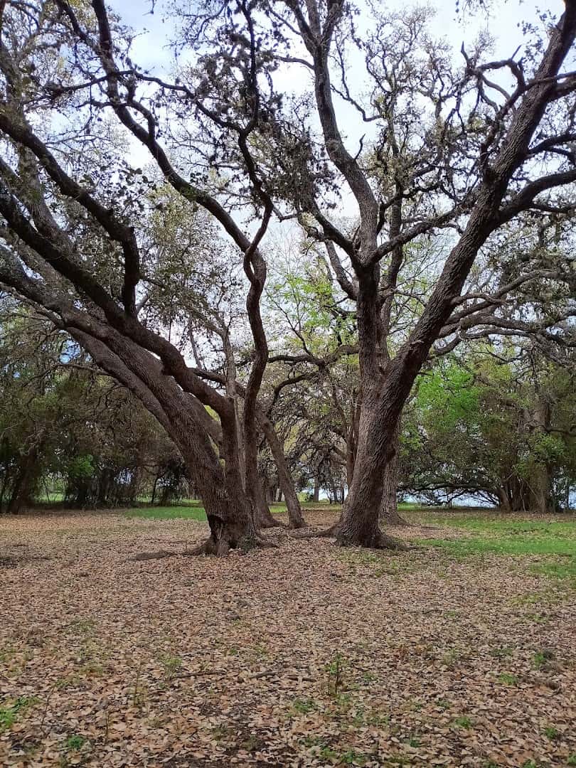 Live oak trees on the grounds of Boerne City Lake Park, Boerne, Texas