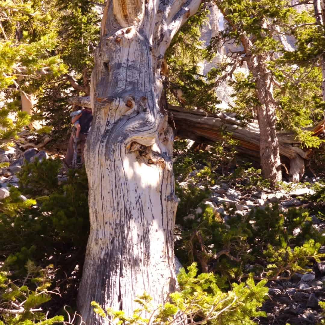 An ancient bristlecone pine in Great Basin National Park near the Loneliest Road in Nevada