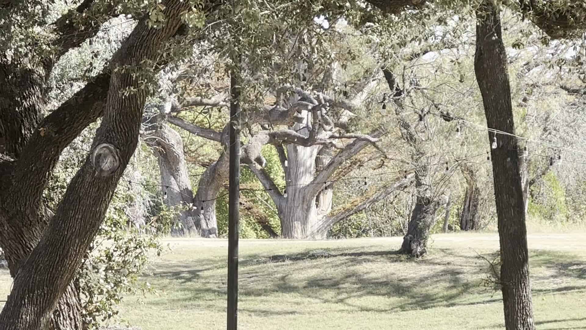 Live oaks on the grounds at Luckenbach Texas