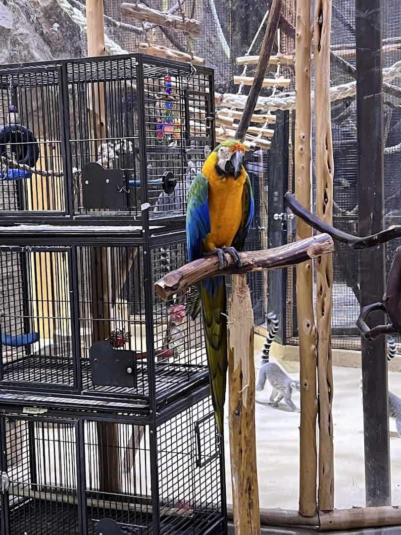 A blue and gold macaw at the Houston Interactive Aquarium and Animal Preserve