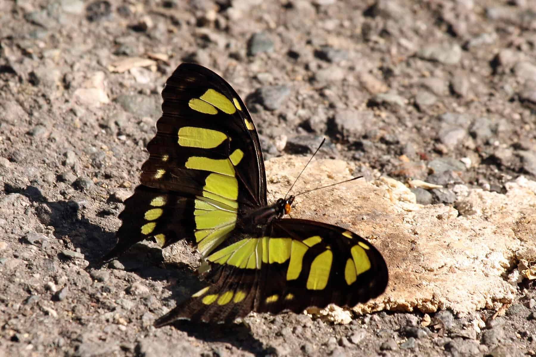 A malachite butterfly, one of the 240-plus species recorded at the National Butterfly Center in Mission, Texas