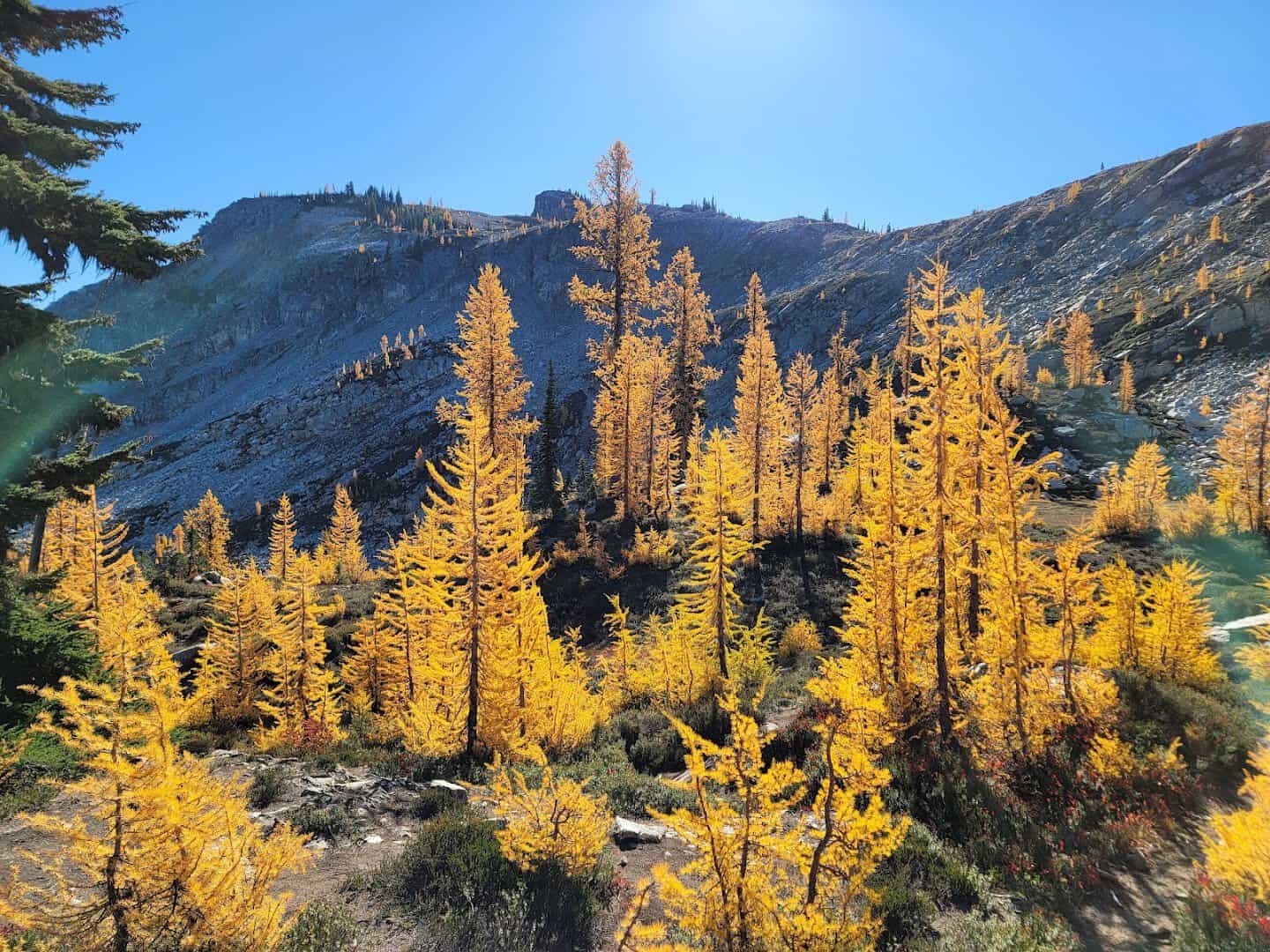 Golden autumn larches on the Maple Pass Loop in the North Cascades, Washington