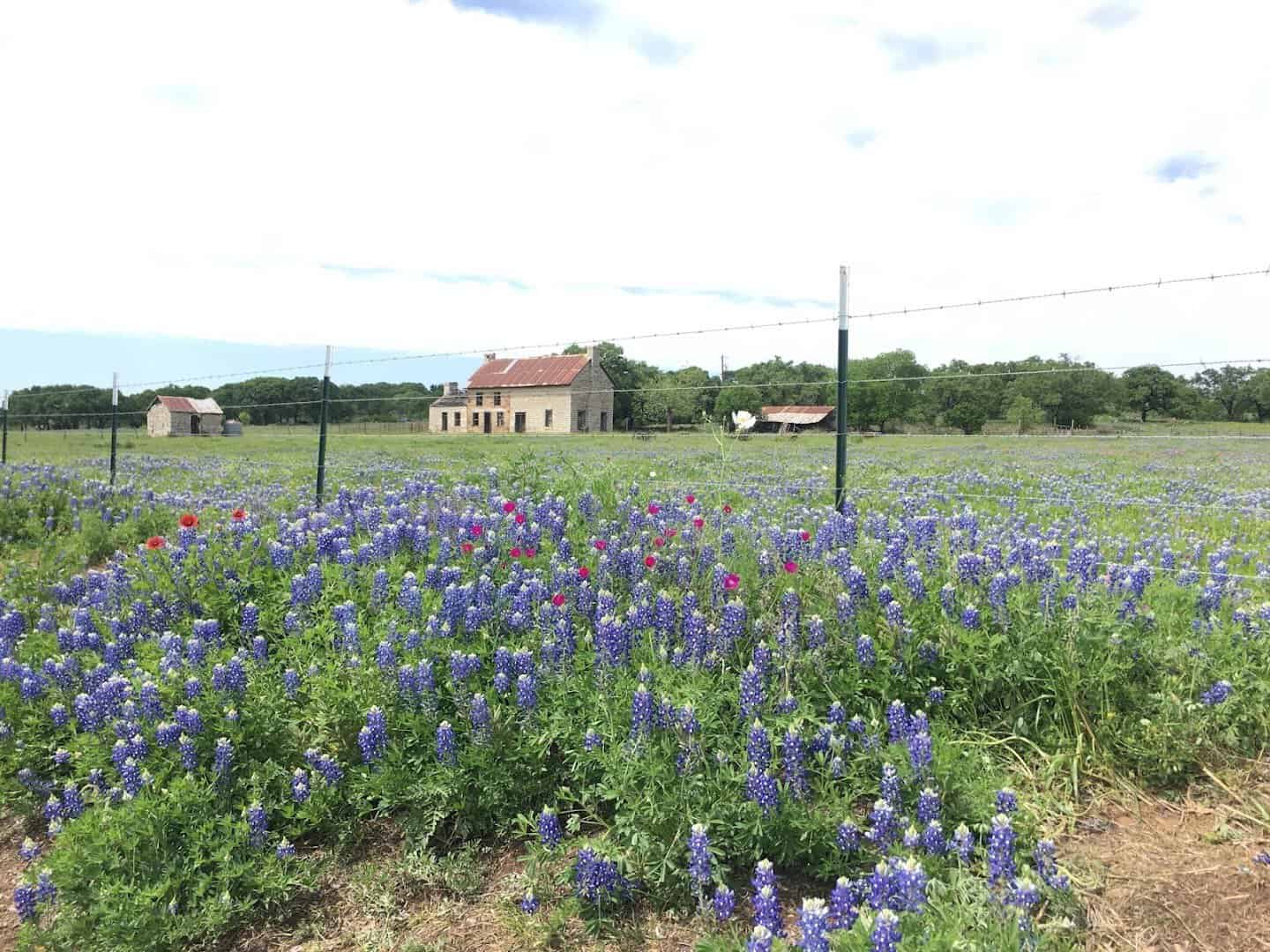 Bluebonnet field near Marble Falls, Texas in spring