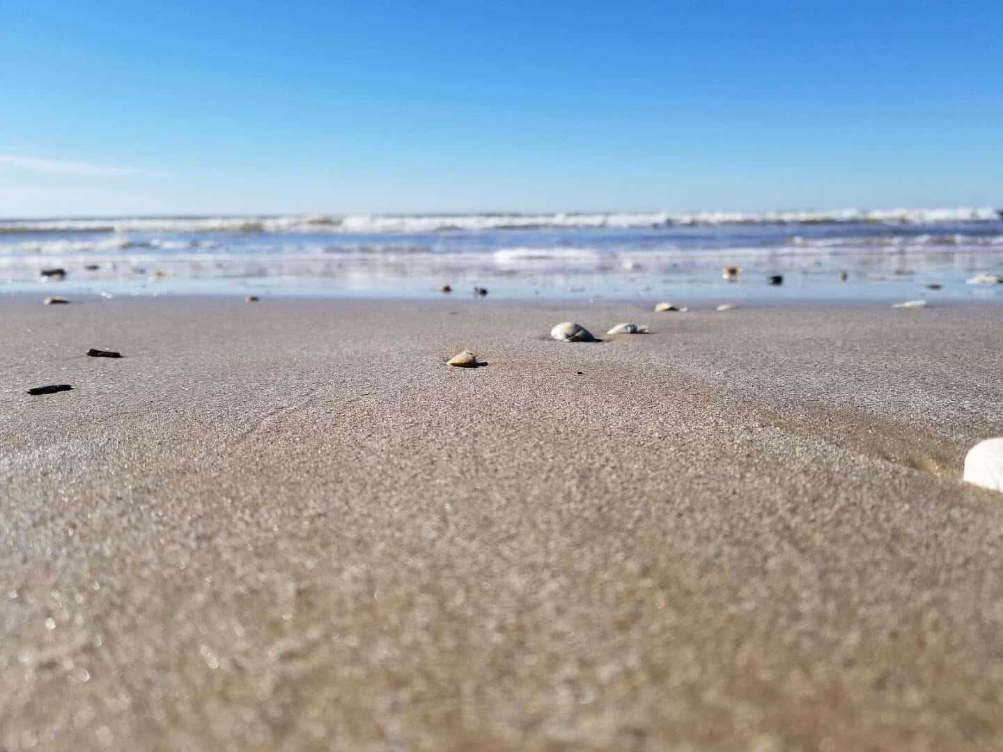 Seashells scattered along the wet sand at the waterline of Matagorda Beach, Texas