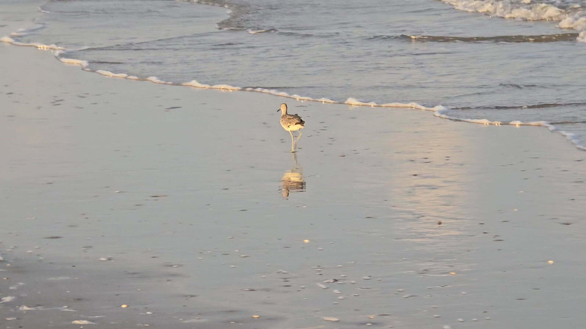 A shorebird walking the shoreline at sunrise on Matagorda Beach, Texas