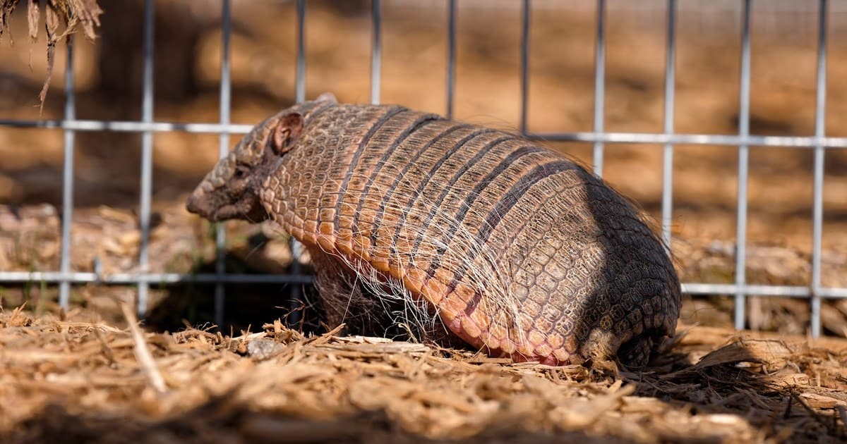 This $15 Texas Farm Lets You Meet Camels, Sloths, and Over 350 Animals