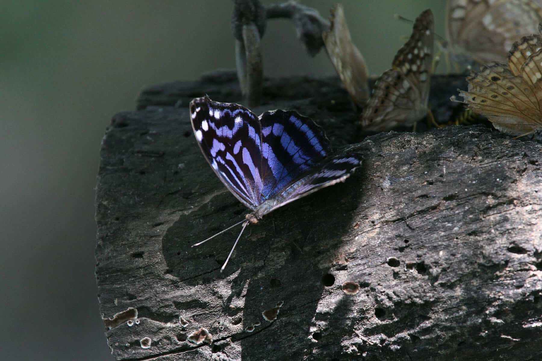 A Mexican bluewing butterfly, one of the 240-plus species recorded at the National Butterfly Center in Mission, Texas