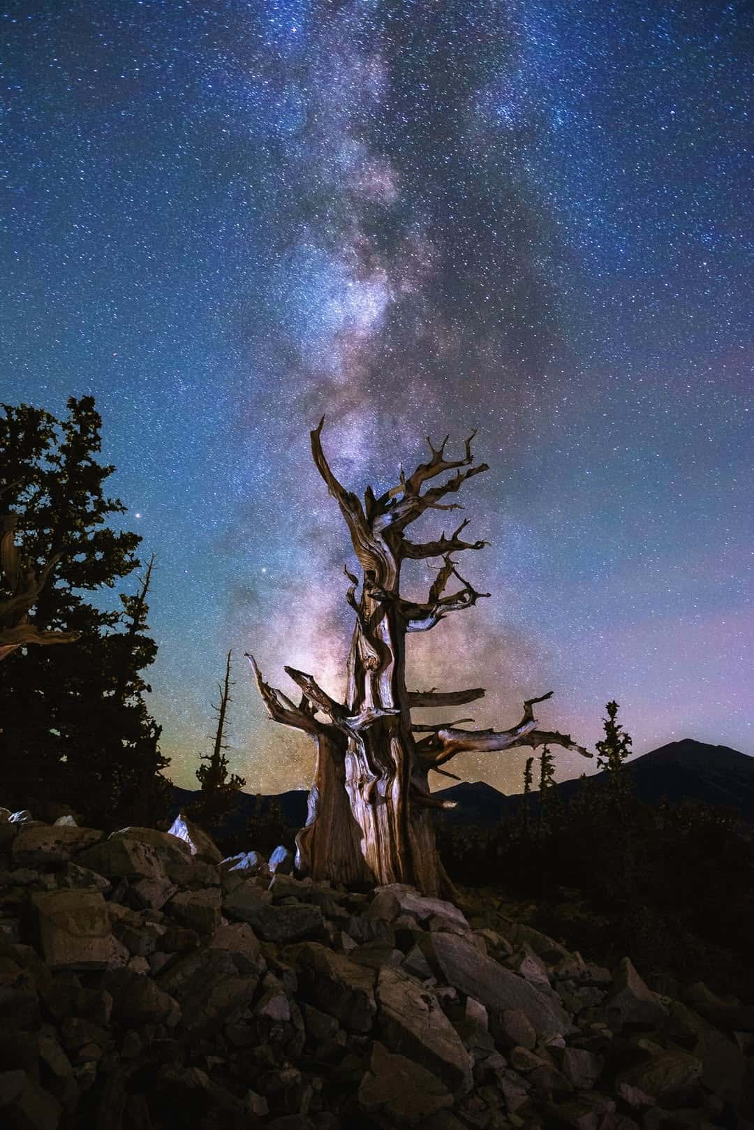 The Milky Way over an ancient bristlecone pine at Great Basin National Park, Nevada