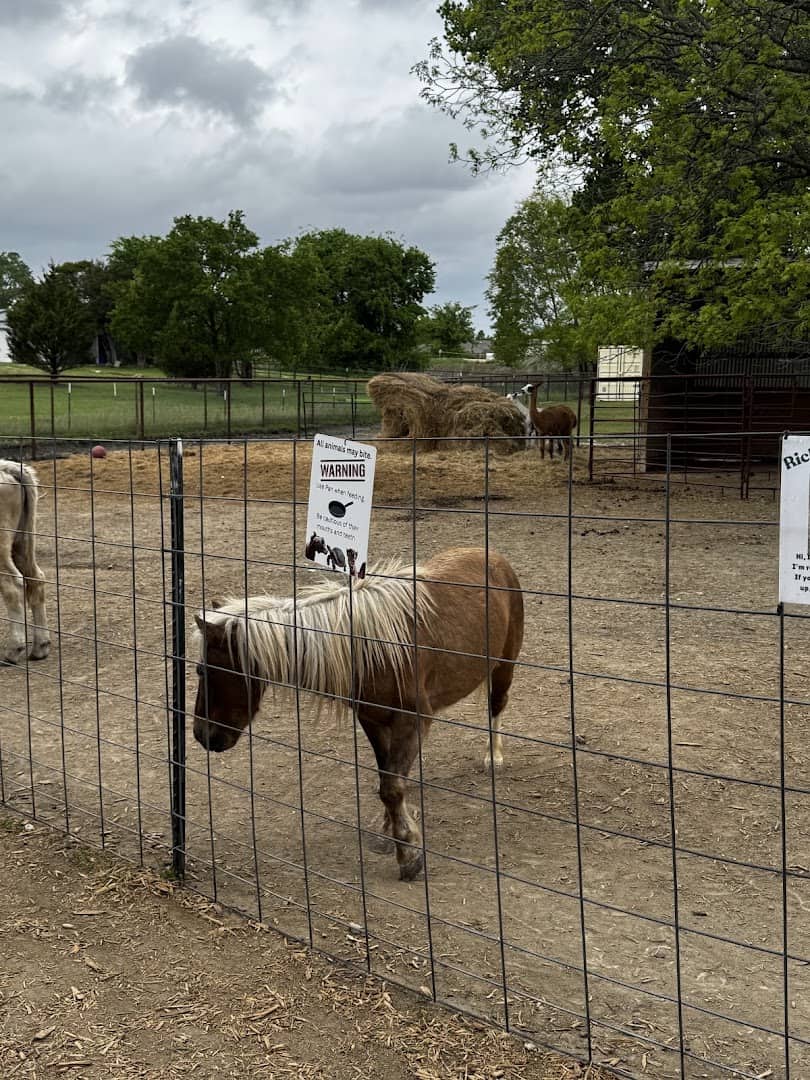 Miniature horse at Huddin Homestead Fun Farm in Rockwall, Texas