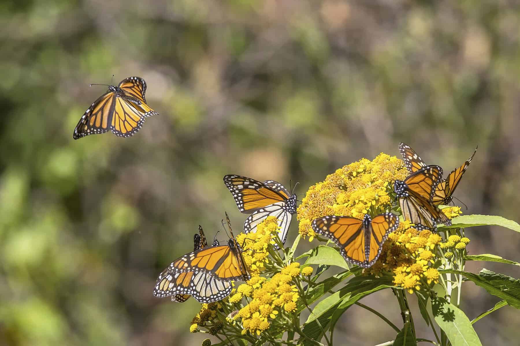 A monarch butterfly, one of the 240-plus species recorded at the National Butterfly Center in Mission, Texas