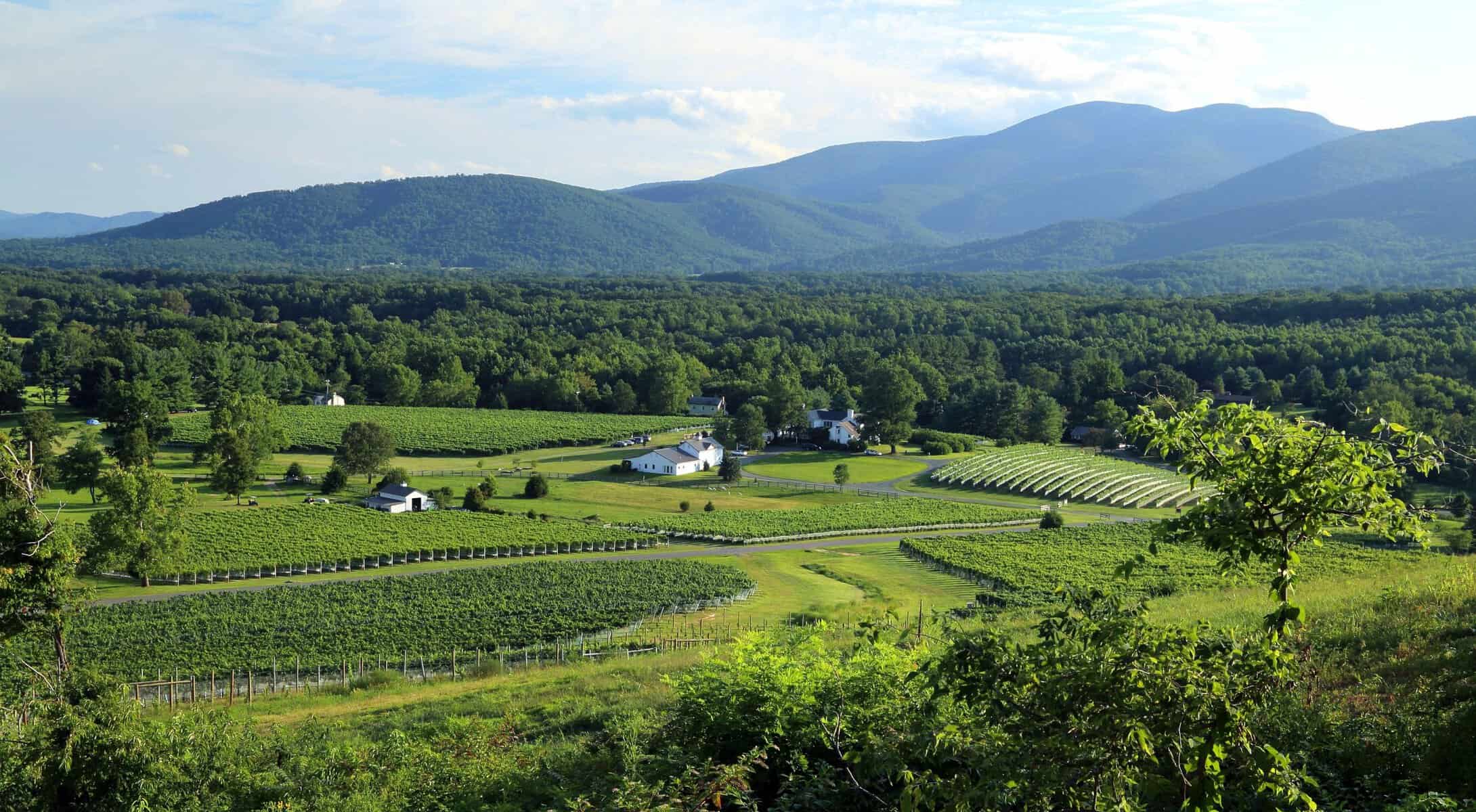 Vineyard below the Blue Ridge in the Monticello region near Charlottesville, Virginia