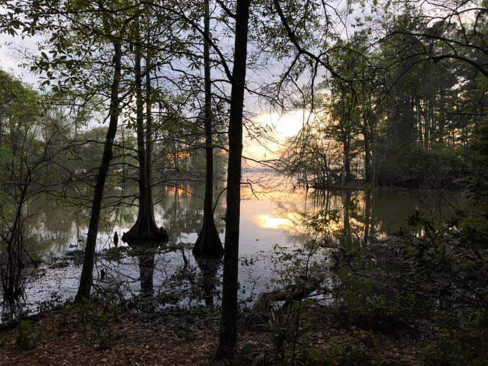 Morning light through cypress at Martin Dies Jr State Park