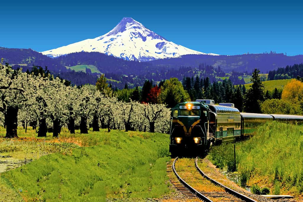Mount Hood Railroad train passing orchards below snow-capped Mount Hood, Oregon