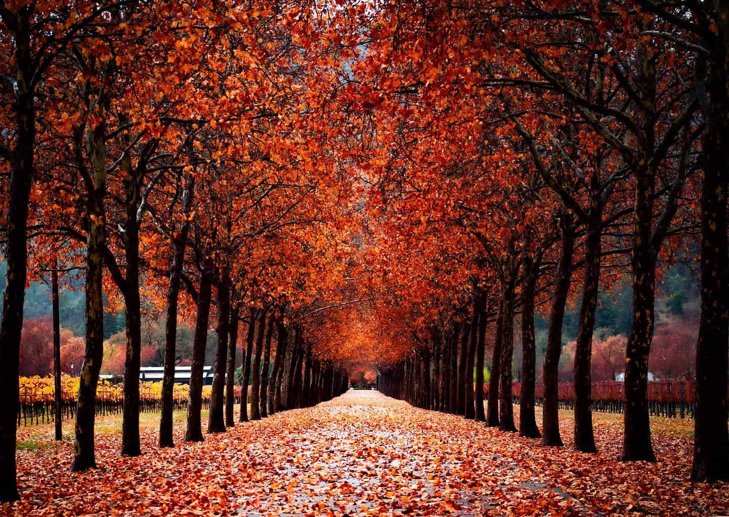 Autumn-lined lane with golden vineyard rows in Napa Valley, California