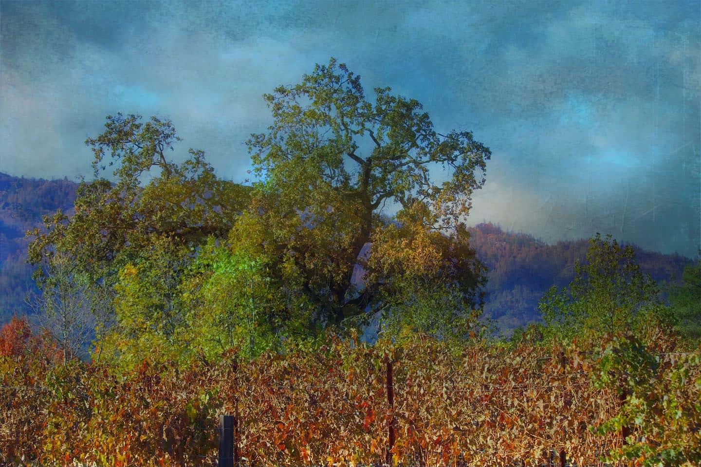 Autumn vineyard rows below the hills in Napa Valley, California