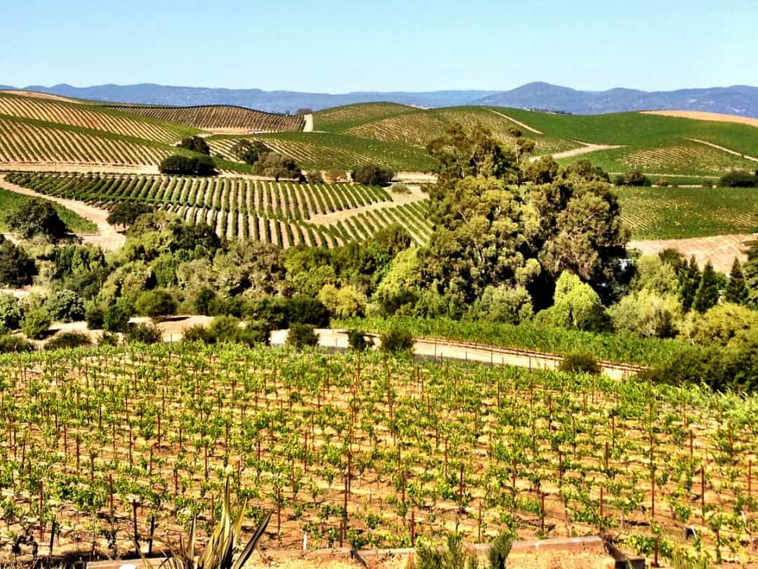 Vineyard on rolling hills in Napa Valley, California