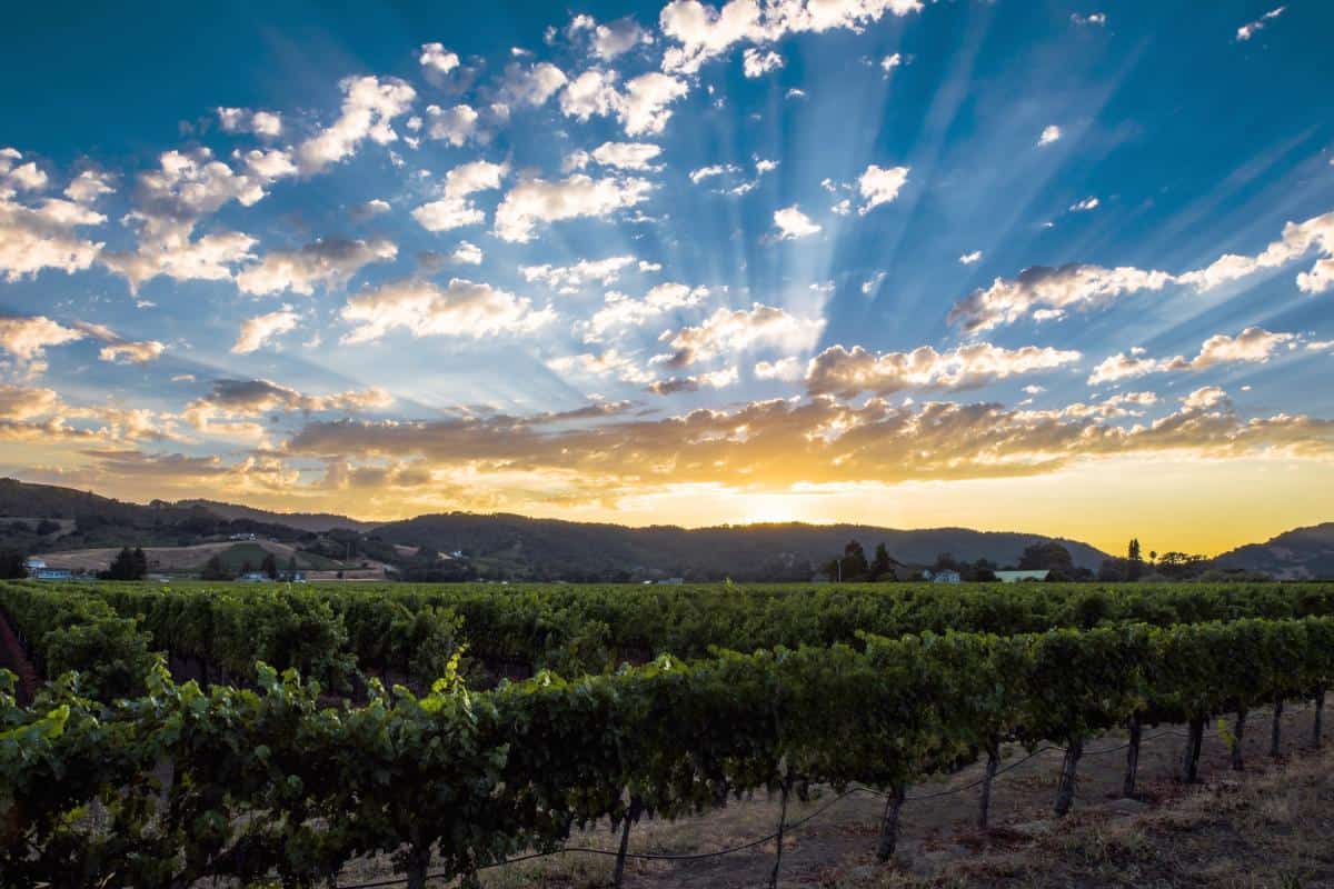 Vineyard rows glowing at sunset in Napa Valley, California
