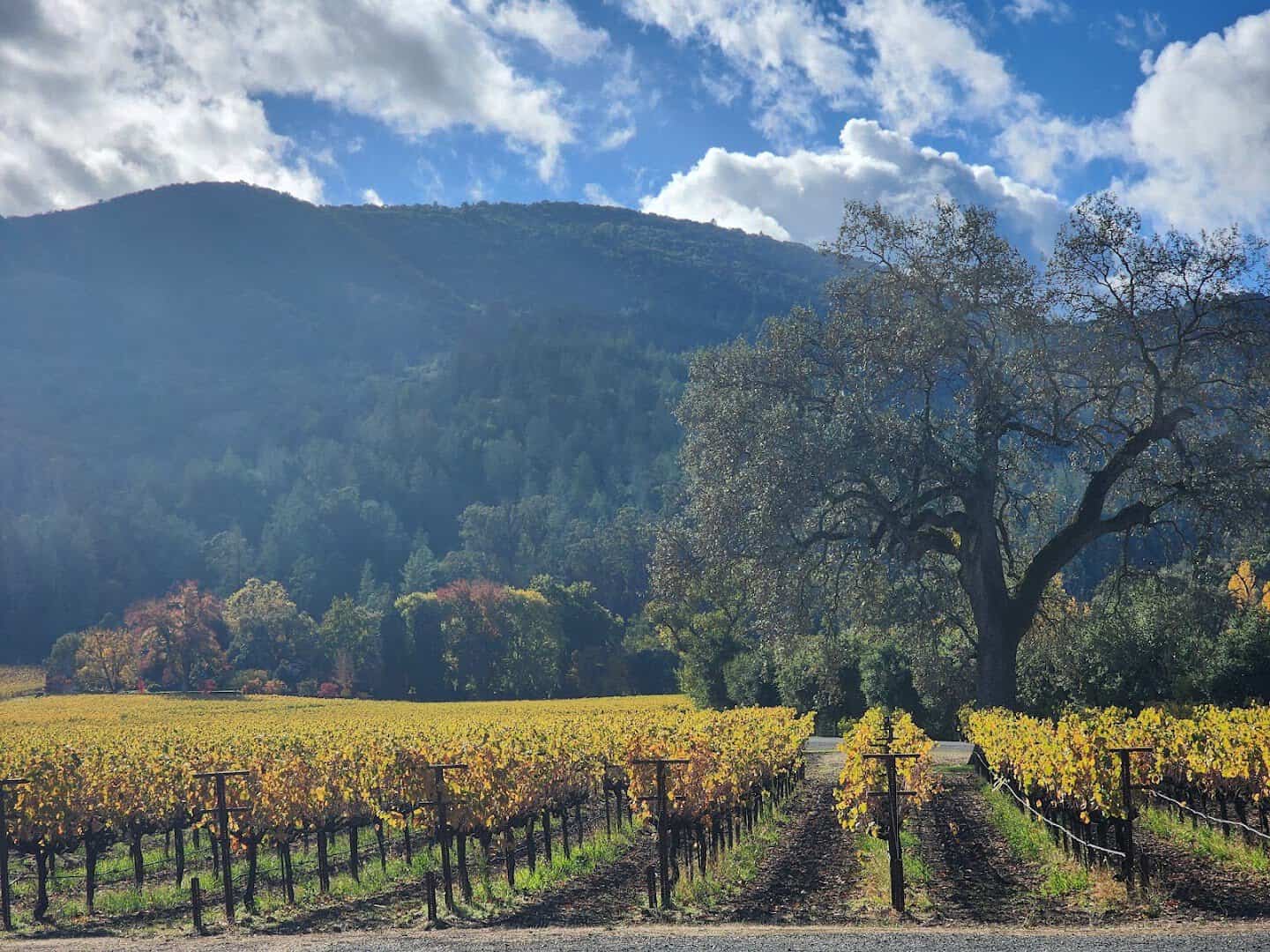 Golden and red autumn vineyard rows at Inglenook, Napa Valley, California