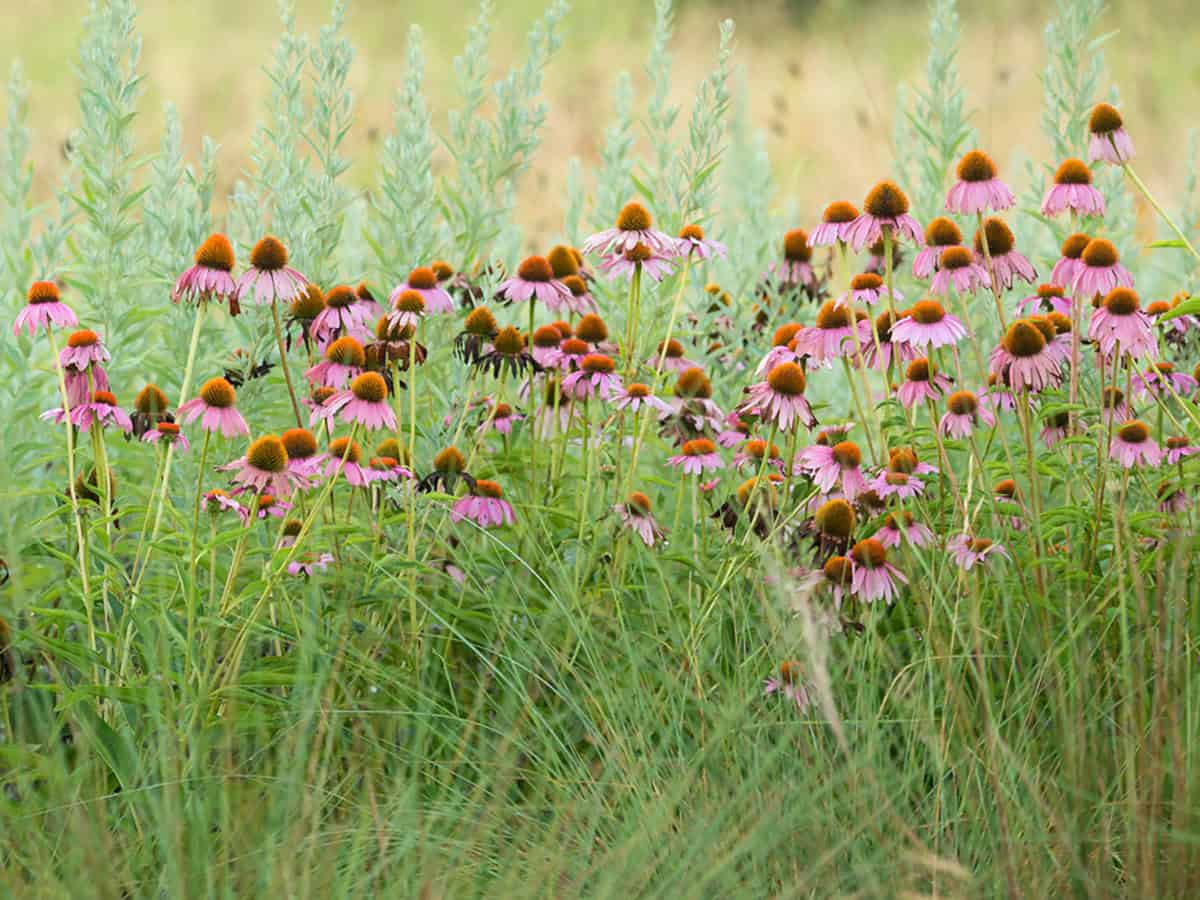 Native wildflower meadow of coneflowers and Mexican hat at the Lady Bird Johnson Wildflower Center in Austin