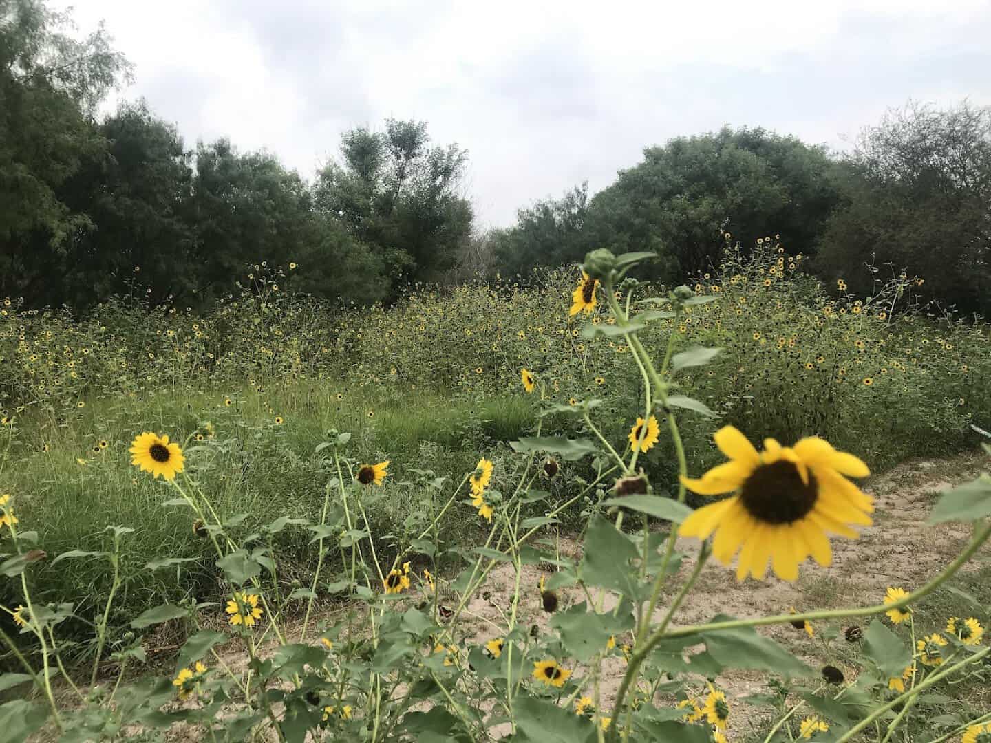 Native wildflowers blooming at the National Butterfly Center in Mission, Texas