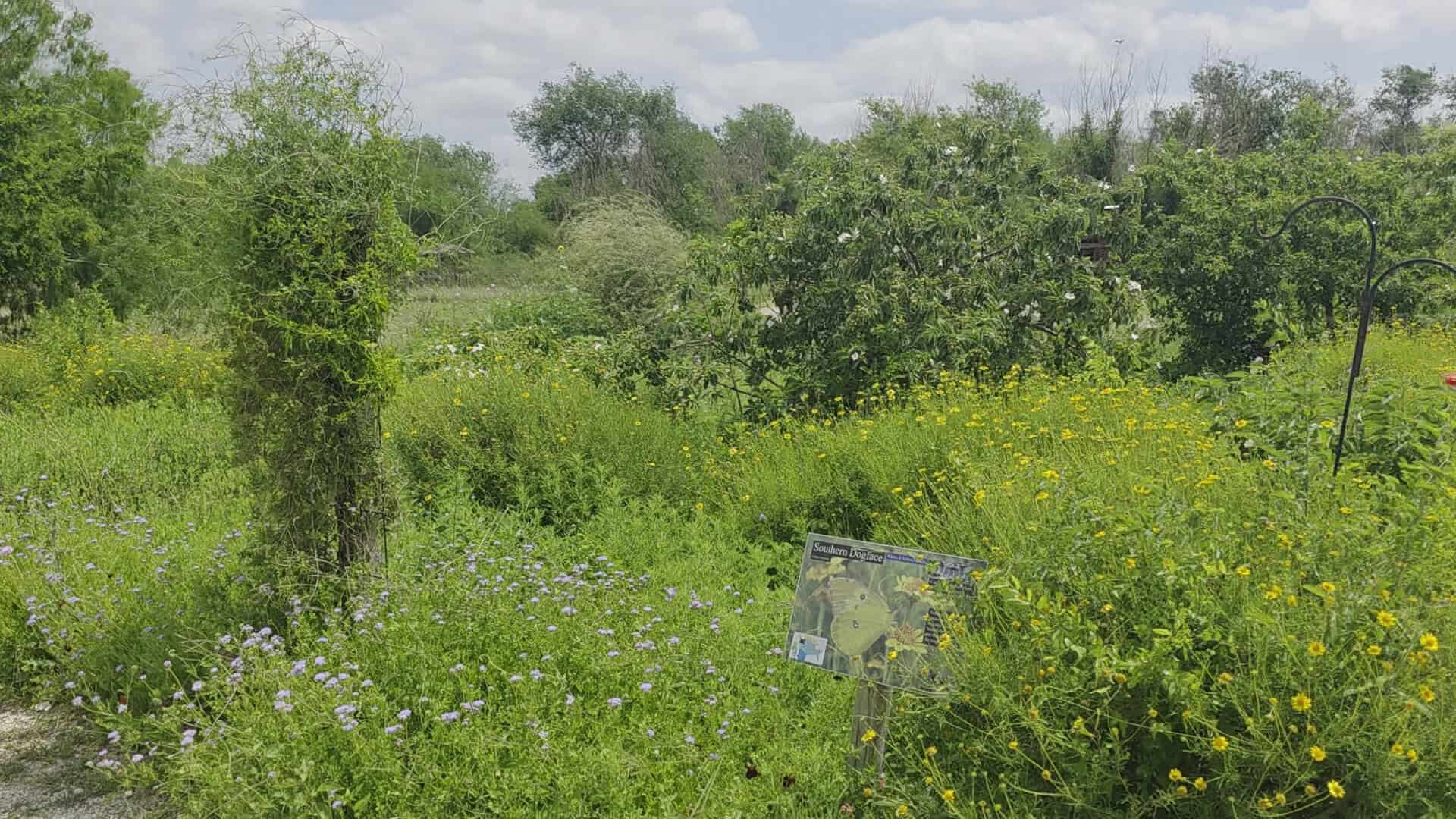 Restored native wildscape habitat at the National Butterfly Center in Mission, Texas
