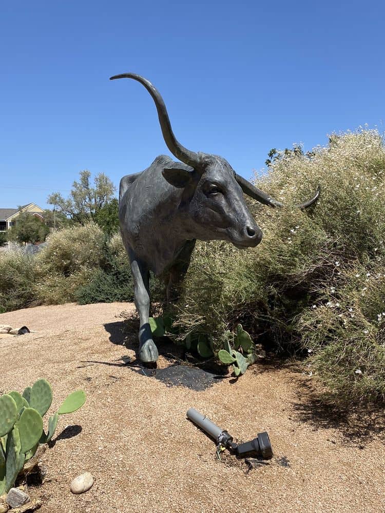 Bronze longhorn steer statue at the National Ranching Heritage Center in Lubbock, Texas