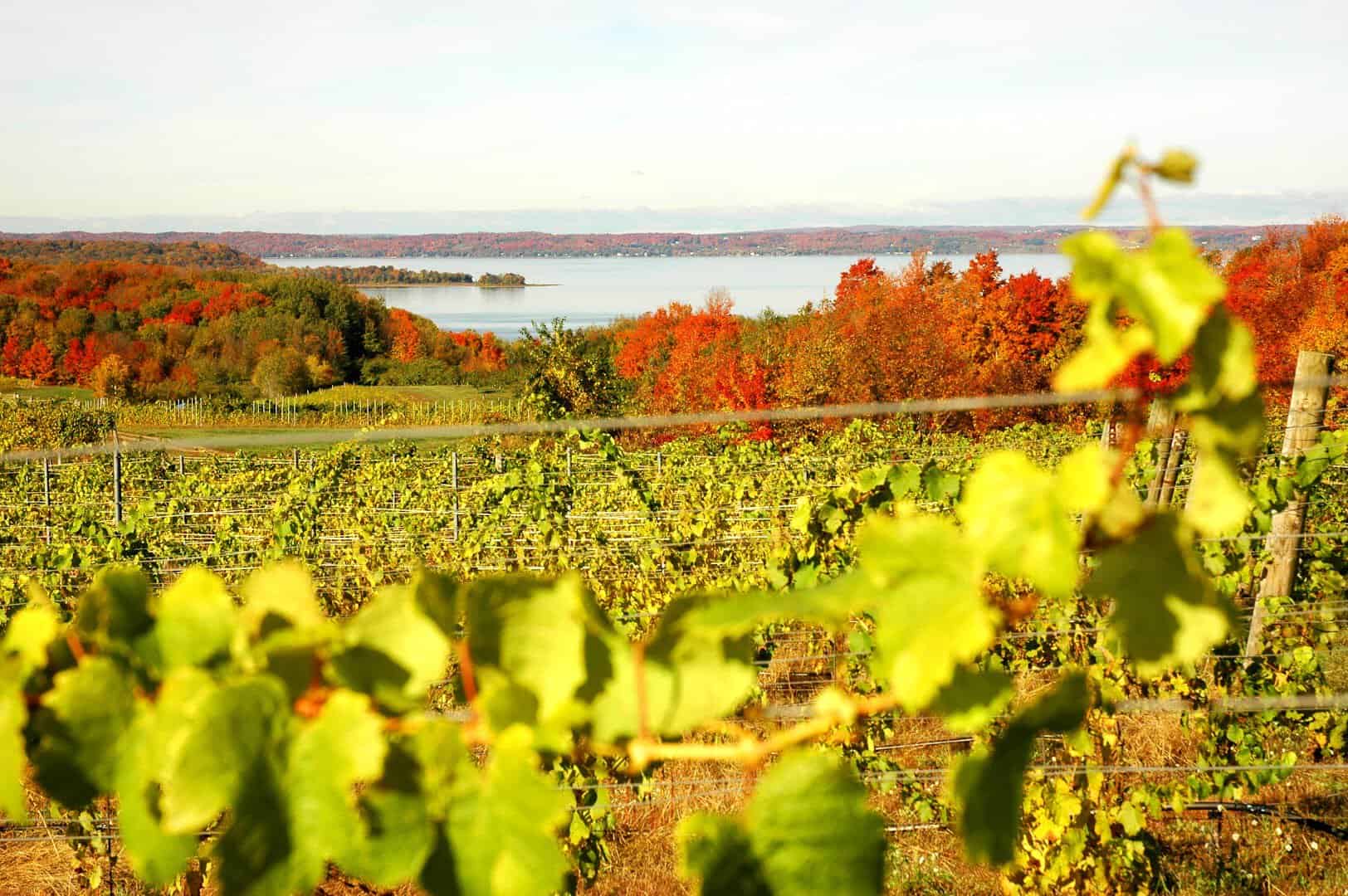 Autumn vineyard above Grand Traverse Bay on Old Mission Peninsula, Michigan