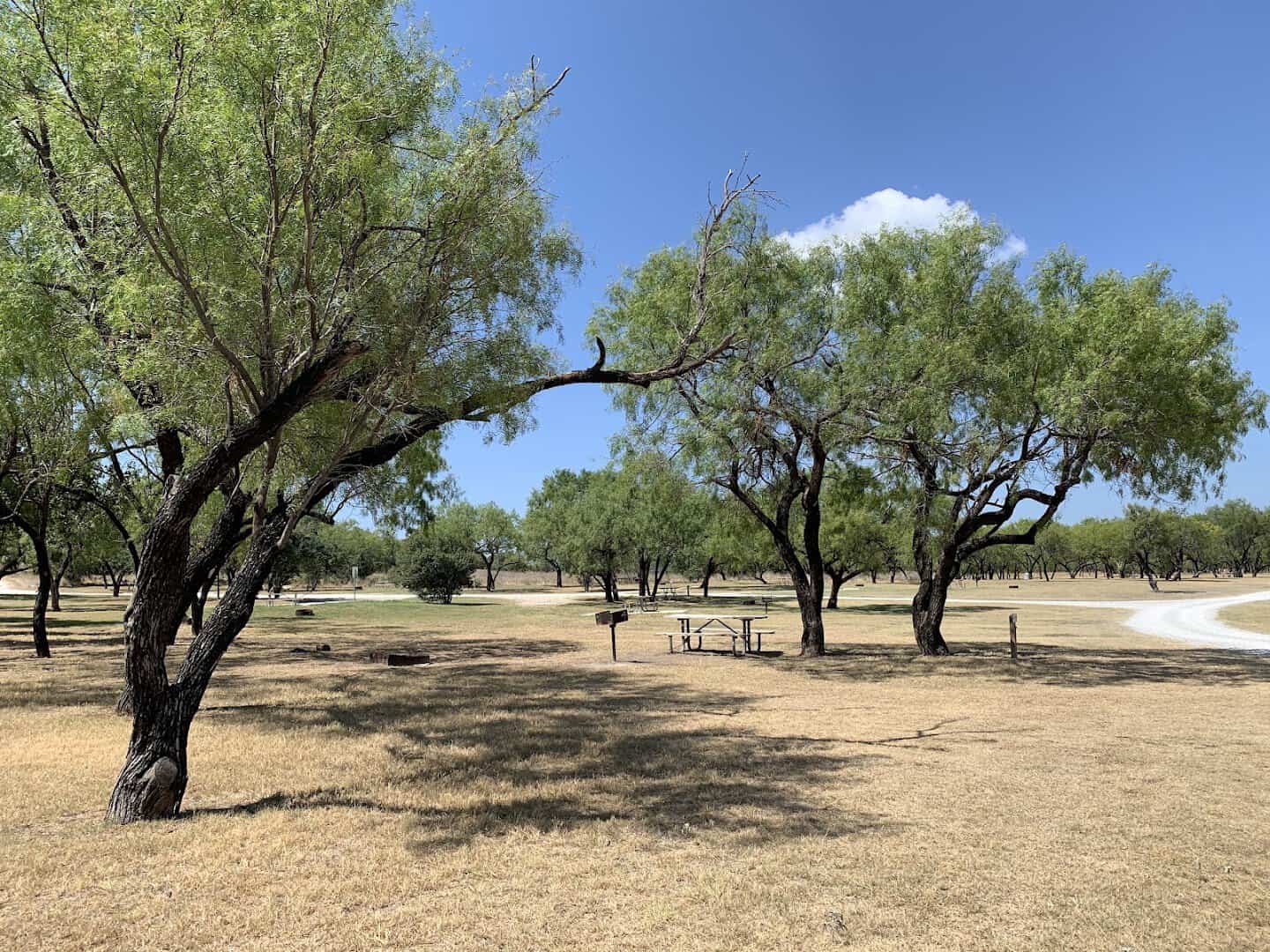 Old oak trees on the grassy Lake Travis shoreline at Muleshoe Bend