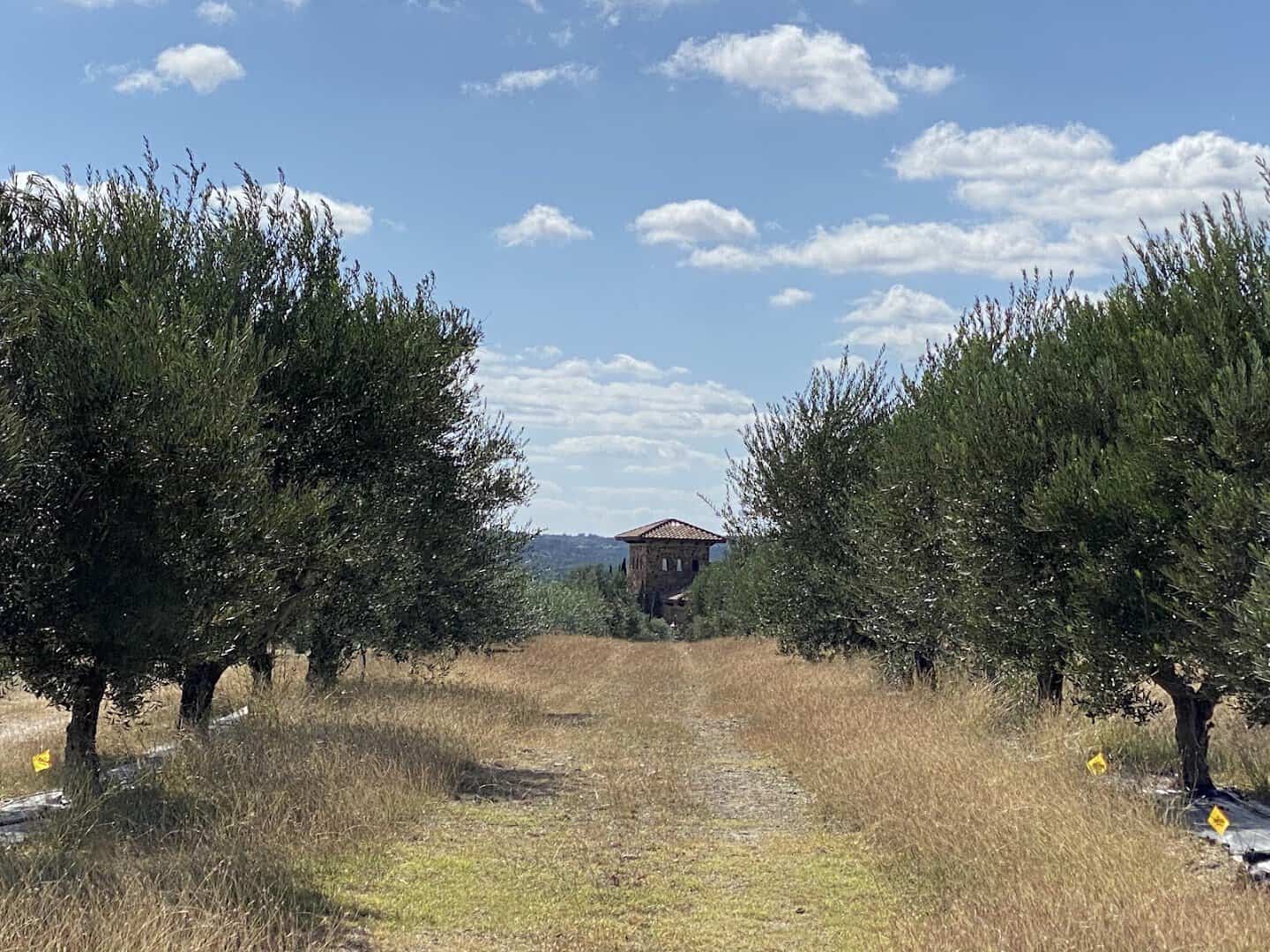 Olive orchard rows at Texas Hill Country Olive Co. in Dripping Springs