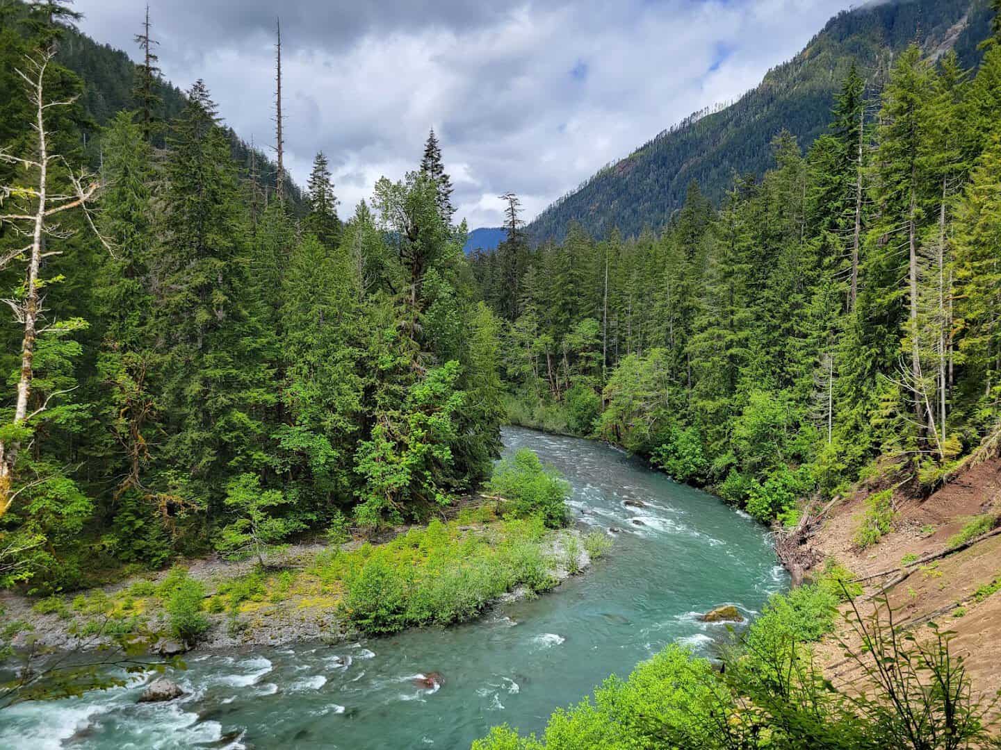 Green rainforest along a river in the Hoh Rain Forest, Olympic National Park, Washington