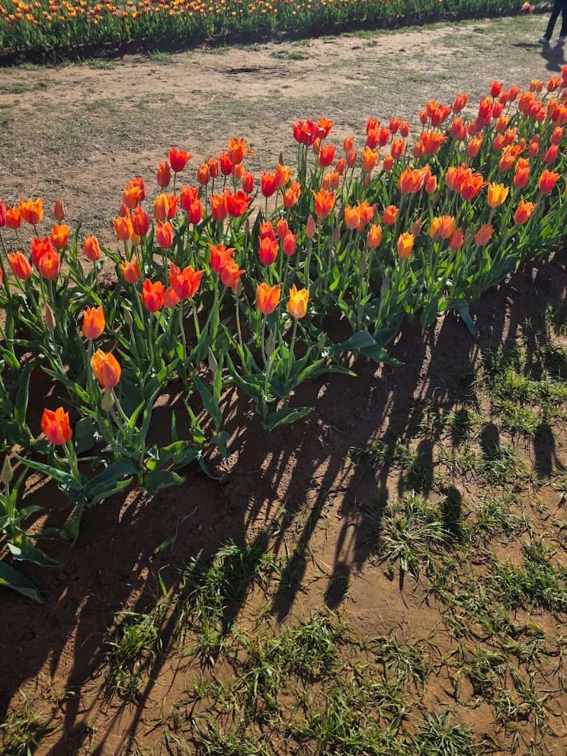 Orange and red tulips growing in planted rows at Texas-Tulips in Pilot Point