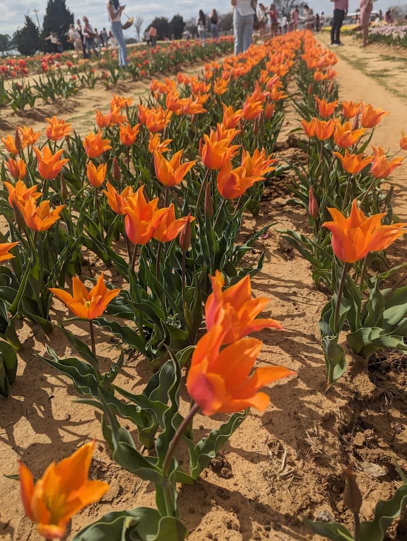 Orange tulips at peak bloom in rows at Texas-Tulips in Pilot Point