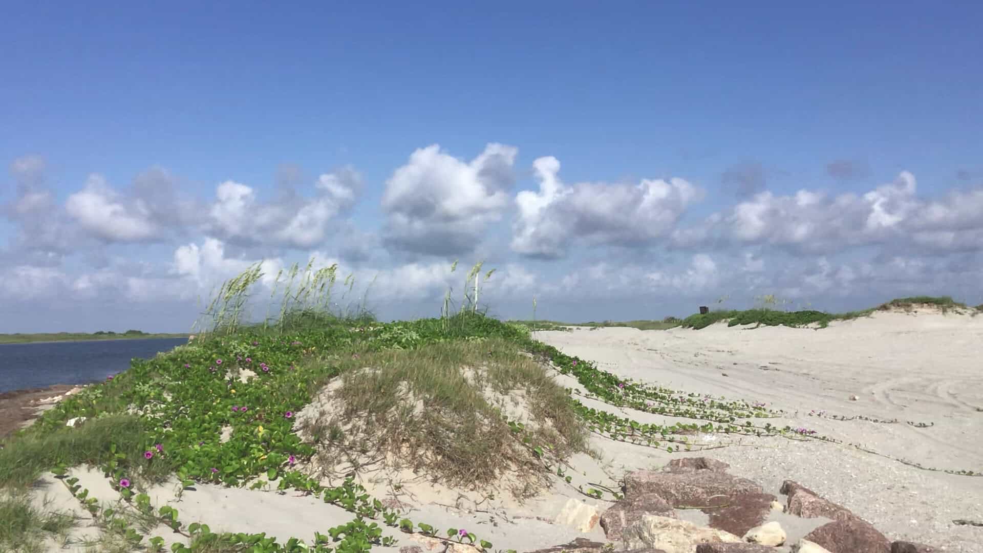 Sand dunes and sea oats along the undeveloped beach at Padre Island National Seashore, Texas