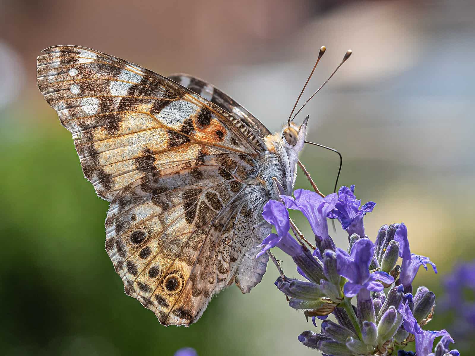A painted lady butterfly, one of the 240-plus species recorded at the National Butterfly Center in Mission, Texas